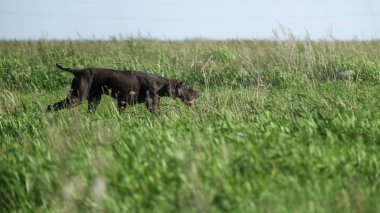Deutsch drahthaar kuş avlıyor