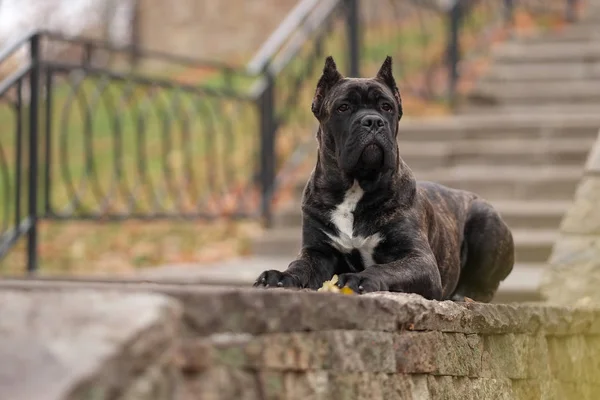 Cachorrinho Canas Corso Paisagens Outono — Fotografia de Stock