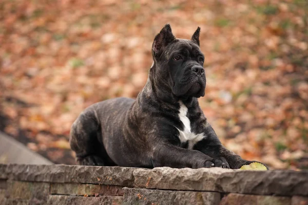 Cachorrinho Canas Corso Paisagens Outono — Fotografia de Stock