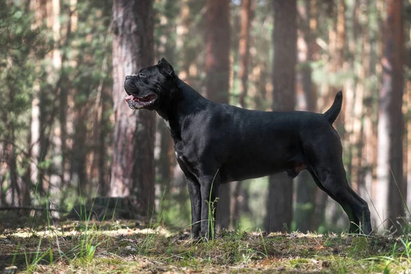 Cane Corso Staat Het Zomerbos — Stockfoto