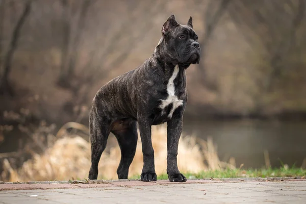 Sonbahar manzara baston corso köpek yavrusu