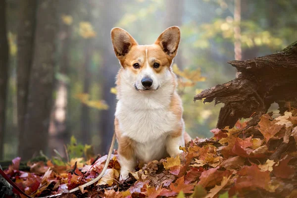 Sonbahar ormanında Welsh Corgi Pembroke