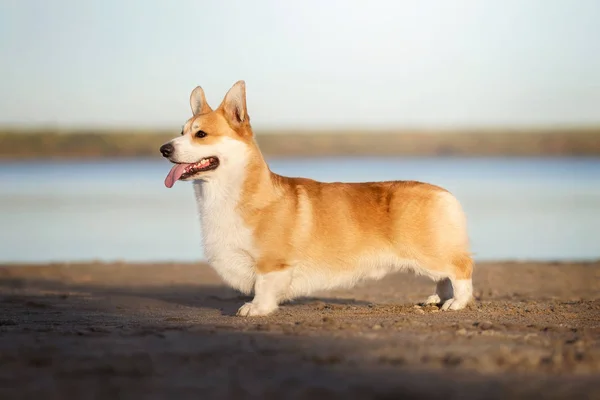 Walesi Corgi Pembroke Strandon — Stock Fotó