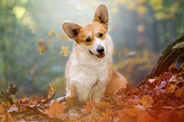 Welsh Corgi Pembroke Herfst Bos — Stockfoto