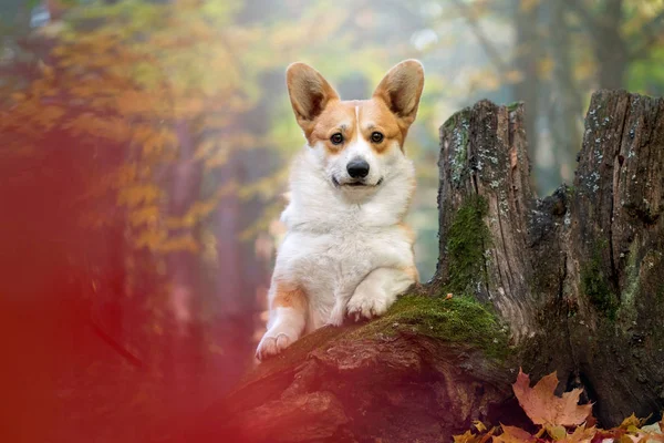 Corgi Galês Pembroke Floresta Outono — Fotografia de Stock