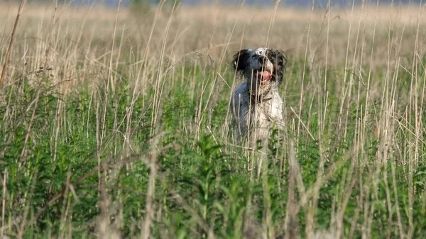 Setter kuşları avlıyor.