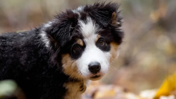 Aussie Puppy Zoek — Stockfoto