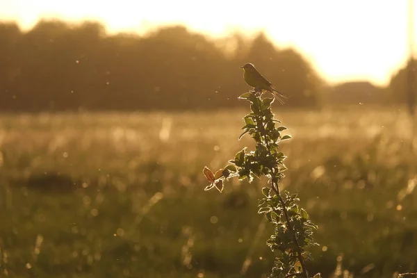 Gün batımı Nda küçük bir kuş