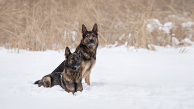 Karda Alman çoban köpekleri