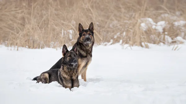 Karda Alman Çoban Köpekleri — Stok fotoğraf