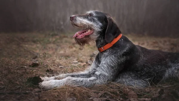 Vieux Drahthaar Deutsch Repose Dans Forêt Printemps — Photo