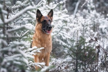 Çam ormanında Alman çoban