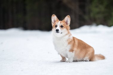 Kış ormanında Galli Corgi Pembroke
