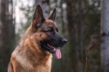 Çam ormanında Alman çoban