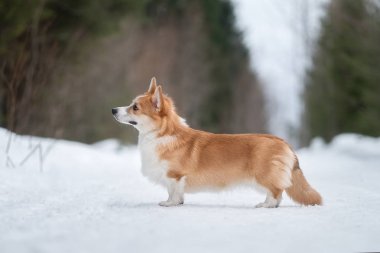 Kış ormanında Galli Corgi Pembroke