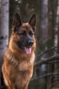 Çam ormanında Alman çoban