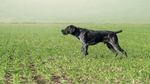 Deutsch drahthaar kuş avlıyor