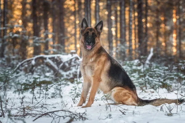 Owczarek Niemiecki Sosnowym Lesie — Zdjęcie stockowe