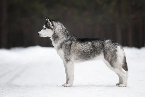 Husky Sibérien Dans Forêt Hiver — Photo