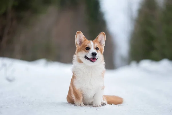 Kış ormanında Galli Corgi Pembroke