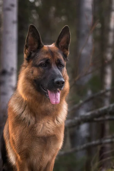 Çam ormanında Alman çoban