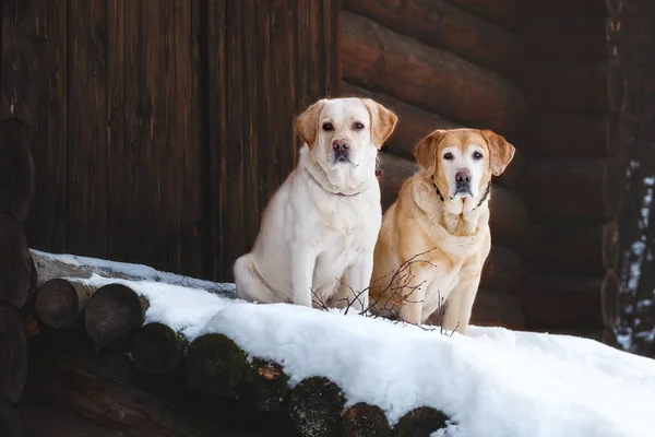 Kış manzarala ilgili Labrador retriever