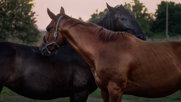 Hermosos Caballos Rancho — Foto de Stock