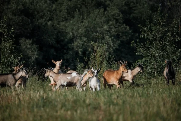 Kırsal kesimde alp keçisi