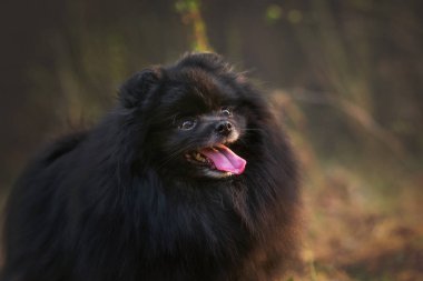 Çam ormanında Deutscher spitz 