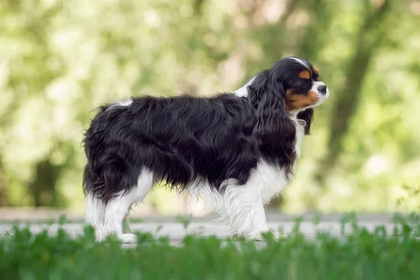 Yaz parkında güzel Cavalier Kral Charles Spaniel