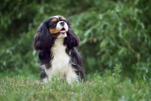 Yaz parkında güzel Cavalier Kral Charles Spaniel