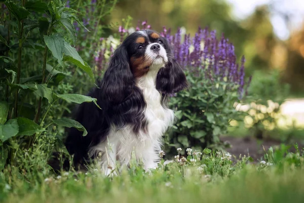 Yaz parkında güzel Cavalier Kral Charles Spaniel