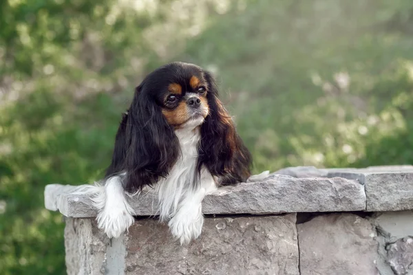 Yaz parkında güzel Cavalier Kral Charles Spaniel