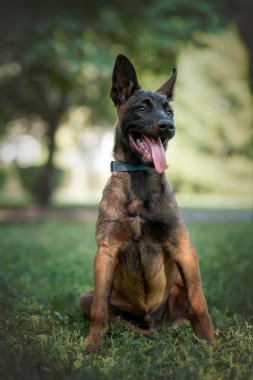 Belçikalı malinois bir parkta oturuyor 