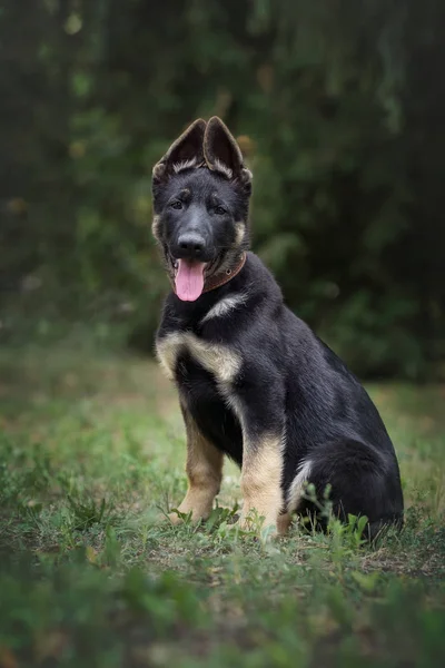 Alman çoban köpeği parkta oturuyor