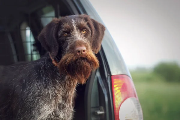 Deutsch Drahthaar Attend Chasse Dans Une Voiture — Photo