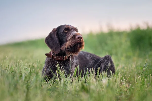 Akşam alanında Deutsch drahthaar