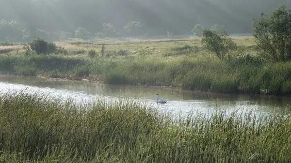 Bir sabah gölünde kuğu