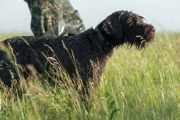 Humide Deutsch Drahthaar Après Chasse — Photo