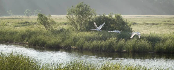 Sabah gölü üzerinde bir kuğu uçuş aşamaları