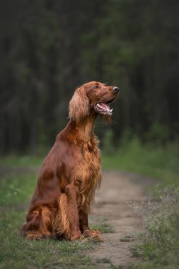 Yaz ormanında İrlandalı Setter