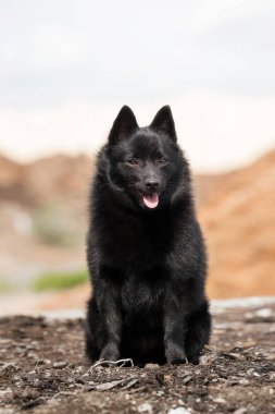 Güzel manzaralar sevimli Schipperke 