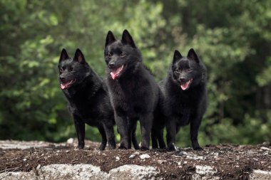 Güzel manzaralar sevimli Schipperke 