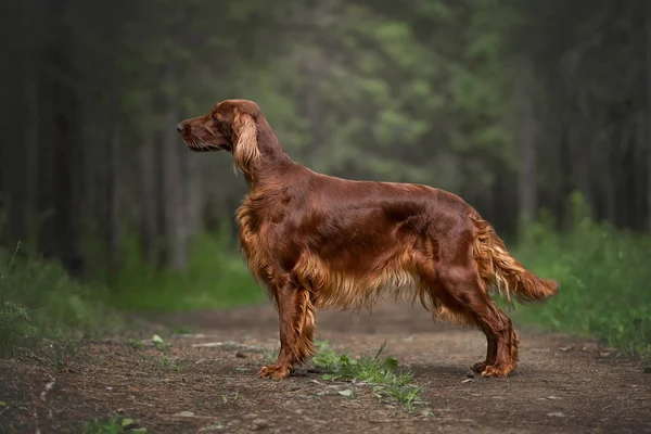 Yaz ormanında İrlandalı Setter