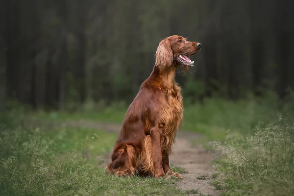 Irish Setter Summer Forest — Stock Photo, Image