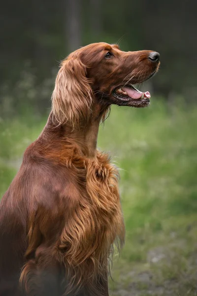 Yaz ormanında İrlandalı Setter