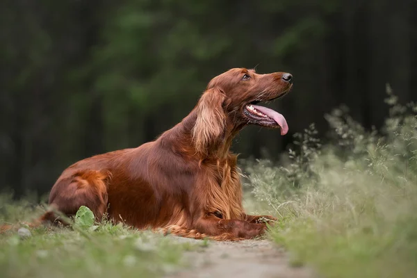 Yaz ormanında İrlandalı Setter
