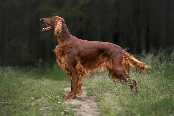 Yaz ormanında İrlandalı Setter