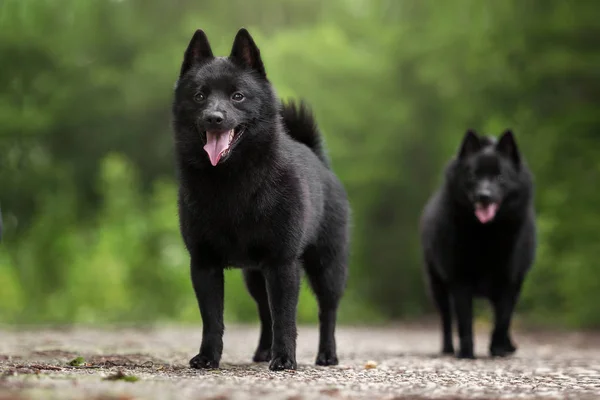 Aranyos Schipperke Gyönyörű Tájak — Stock Fotó