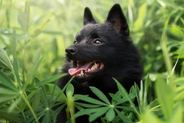 Güzel manzaralar sevimli Schipperke 